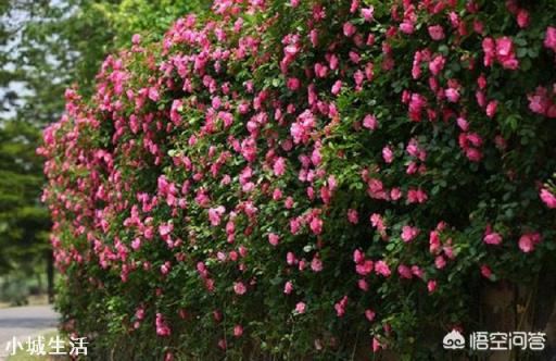 11月份,月季花最后一波秋花,花谢后需要怎么修剪?