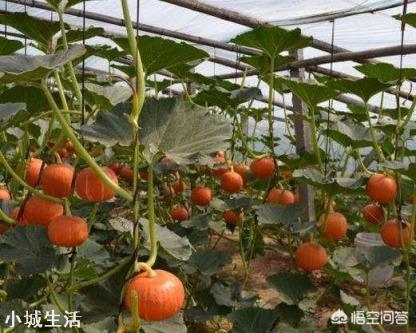 南瓜施肥的正确方法有哪些？