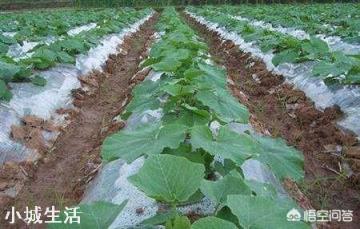 南瓜施肥的正确方法有哪些？
