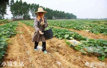 南瓜施肥的正确方法有哪些？
