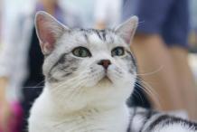 美国短毛猫购买的时候怎么看 如何选购美国短毛猫