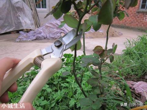 没开花的月季枝到冬天要剪吗？