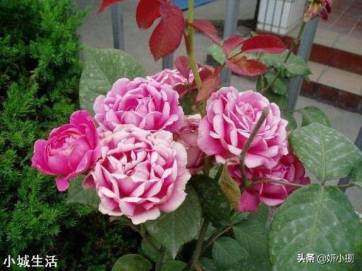 没开花的月季枝到冬天要剪吗？