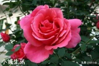 没开花的月季枝到冬天要剪吗？