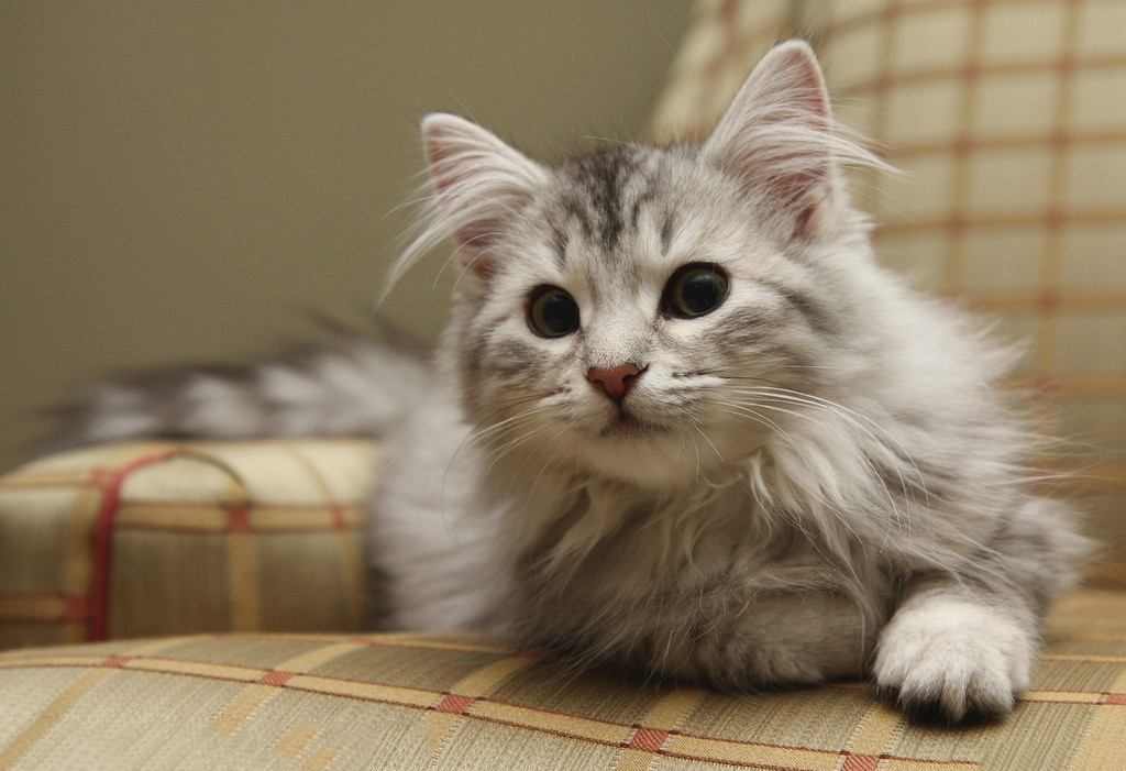 猫咪换新家后不适应怎么办？如何吸引它适应新