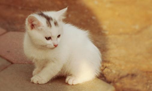 猫咪换新家后不适应怎么办？如何吸引它适应新