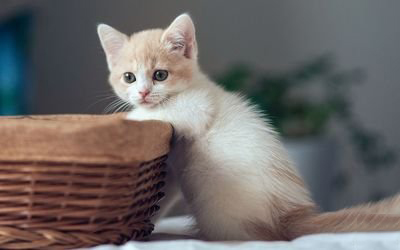 如果猫感冒了怎么办？哪些方法能有效缓解感冒