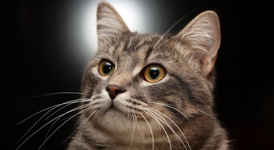 如果猫感冒了怎么办？哪些方法能有效缓解感冒