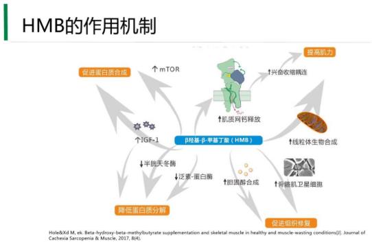 警惕肌少型肥胖，补充HMB少不了