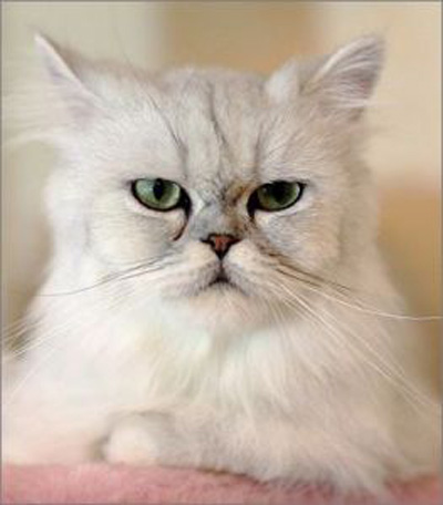 金吉拉猫怎么治疗猫癣 金吉拉猫繁殖注意事项