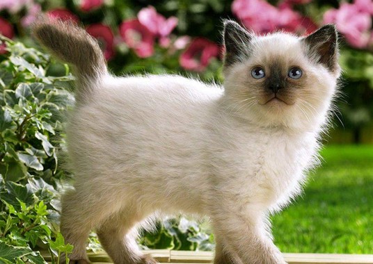 金吉拉猫怎么治疗猫癣 金吉拉猫繁殖注意事项