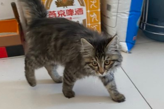 如何筛选心思手巧的金吉拉猫 如何挑选金吉拉猫
