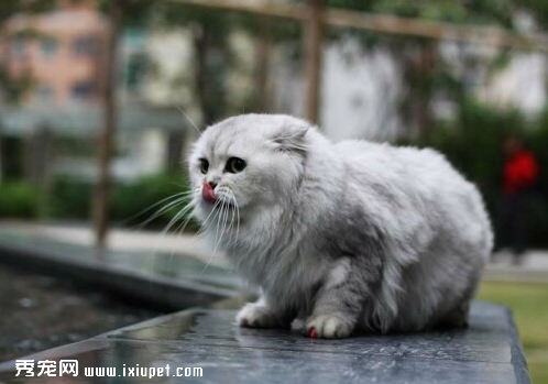如何筛选心思手巧的金吉拉猫 如何挑选金吉拉猫