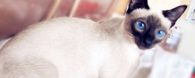 北京金吉拉猫咪多少钱?