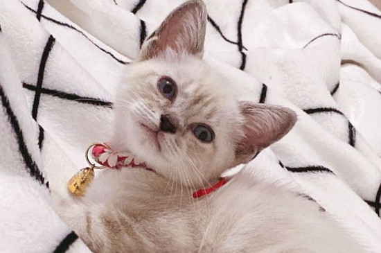 北京金吉拉猫咪多少钱?