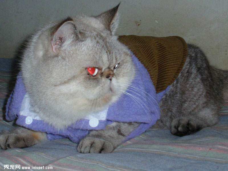 短毛波斯猫个性及挑选标准