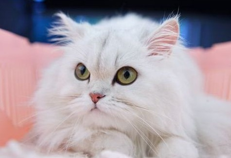 金吉拉猫吃什么？金吉拉猫喂食饲养？