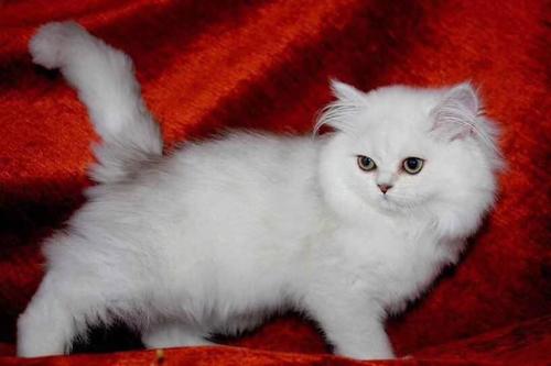 金吉拉猫的价格行情？金吉拉猫多少钱一只？
