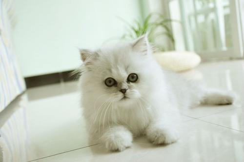 金吉拉猫怎么养毛才好看 金吉拉猫饲养小技巧