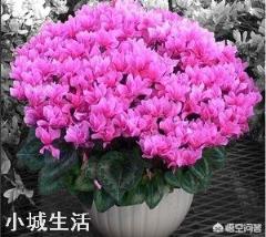 养花时应该怎样使用磷酸二氢钾?