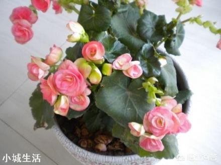 养花时应该怎样使用磷酸二氢钾?