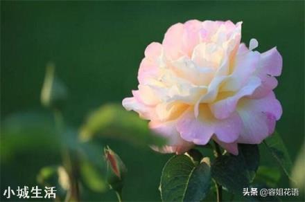 冬季扦插月季带叶子吗，怎么弄？