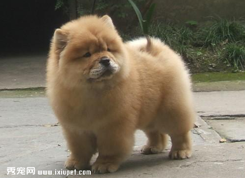 选购松狮犬要观察它的鼻子