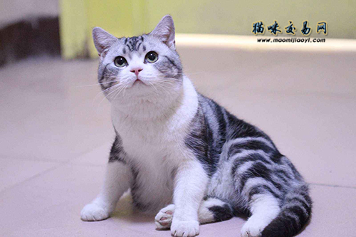 北京东城区英国短毛猫市场价格多少钱？