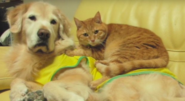 橘猫为什么叫橘猫？