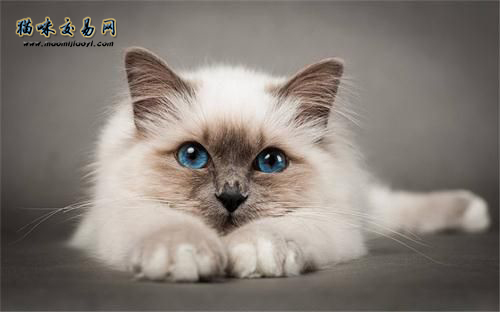 2020年南京银渐层宠物猫品种市场怎么样？