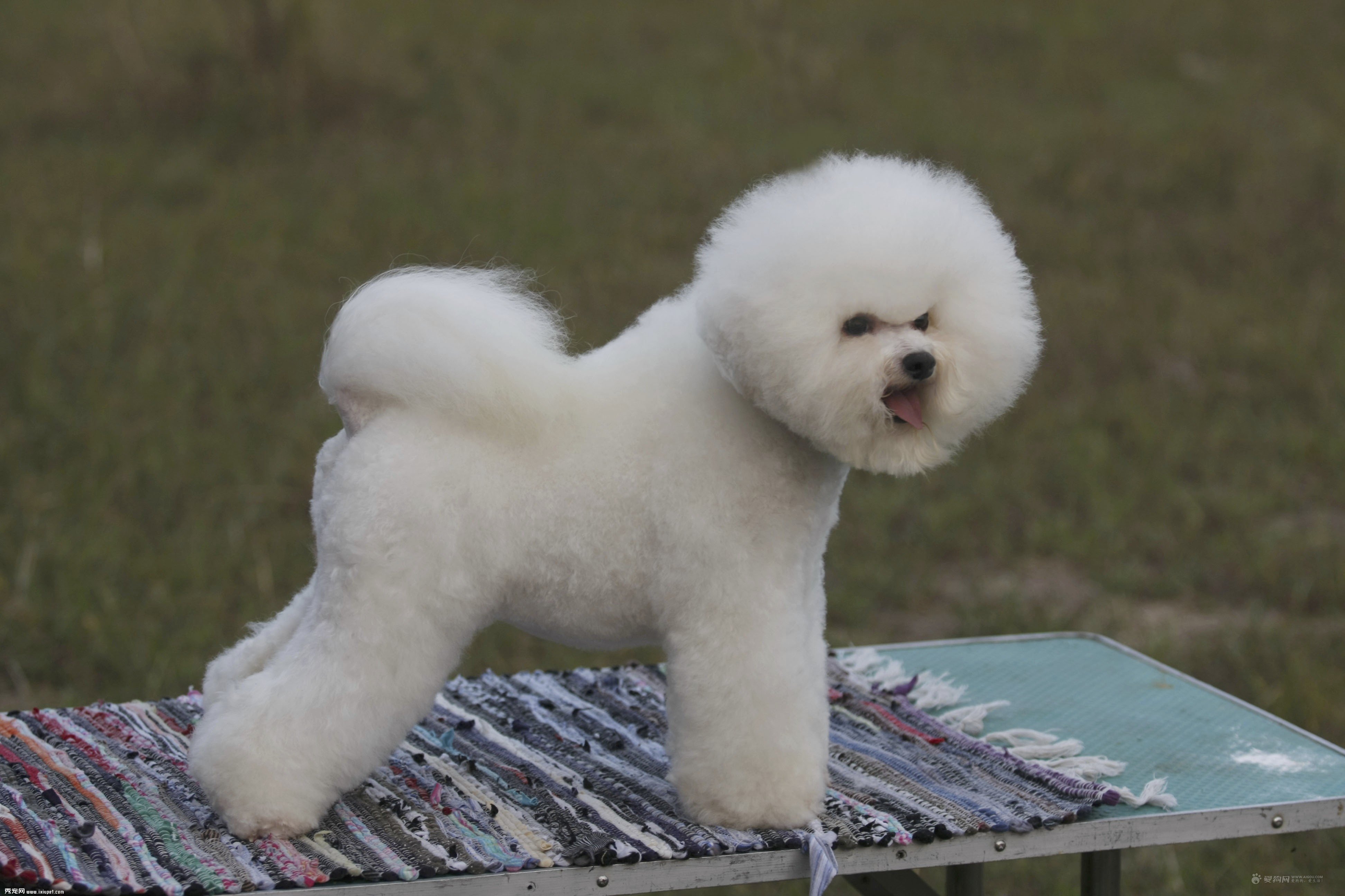 比熊犬的毛发护理方法