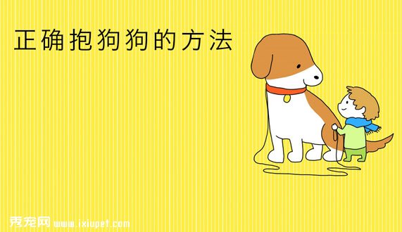 正确抱不同体型狗狗的方法