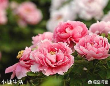 牡丹为什么要在秋天栽才合适?