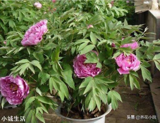 牡丹为什么要在秋天栽才合适?