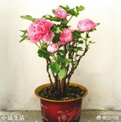 牡丹为什么要在秋天栽才合适?