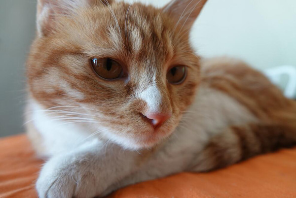 橘猫六个月能吃肉吗