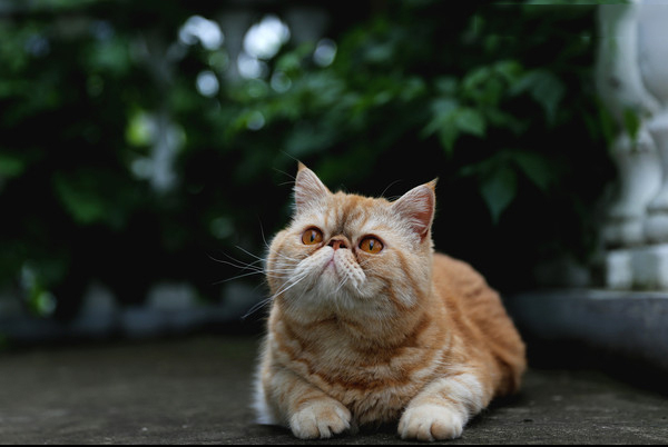 2020年下半年宠物猫行情!未来的趋势怎样?