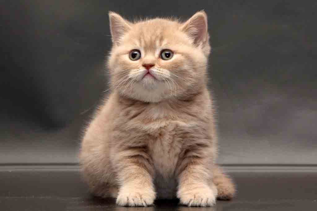 宠物猫如何卖的好?