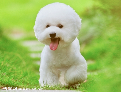 如何观察防止买到不纯中的比熊幼犬
