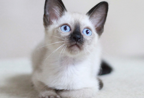 北京布偶猫专卖店价格一览表!