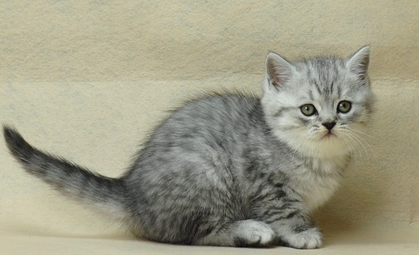 小猫咪寿命：英国短毛猫寿命有多长呢？