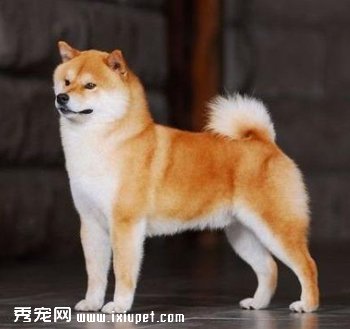 如何饲养柴犬以及注意事项
