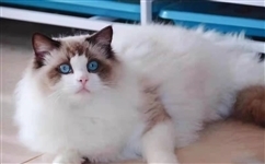 有短腿布偶猫吗？纯种的布偶猫没有短腿的！