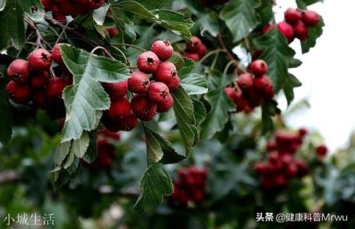 用桑叶、决明子、山楂泡水喝真能减肥吗？对身体有没有副作用？