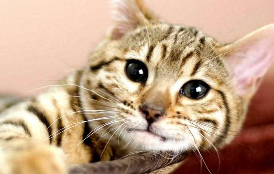 狸花猫亲近主人的表现 这些表现你中了吗