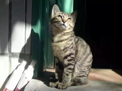 杂交猫为什么都像狸花猫 狸花猫是中国本土的猫咪