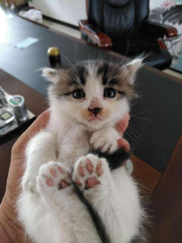 母狸花猫为什么脸那么小 母猫发腮效果不明显