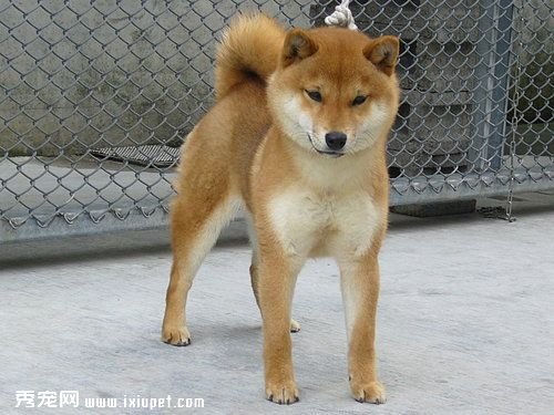 【柴犬好养吗】柴犬该如何饲养
