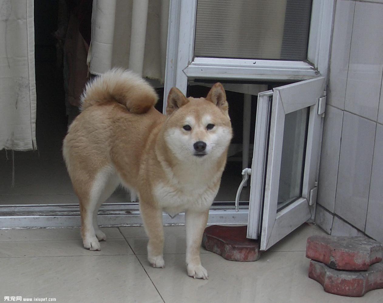 幼年柴犬该如何饲养