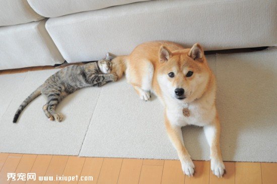 柴犬好养吗？饲养柴犬的7大要点
